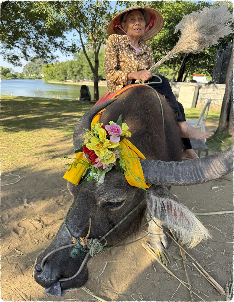 Viaje internacional. Señora montada en una vaca. India